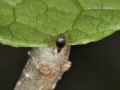 Protapion&nbsp;fulvipes